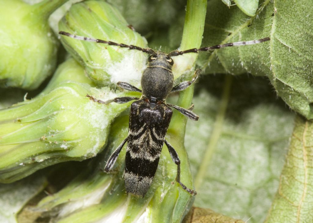 Cerambycidae: Anaglyptus gibbosus